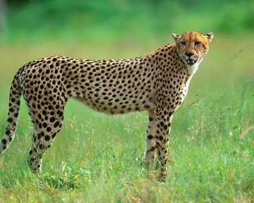 Image niveau 30 du jeu 94%